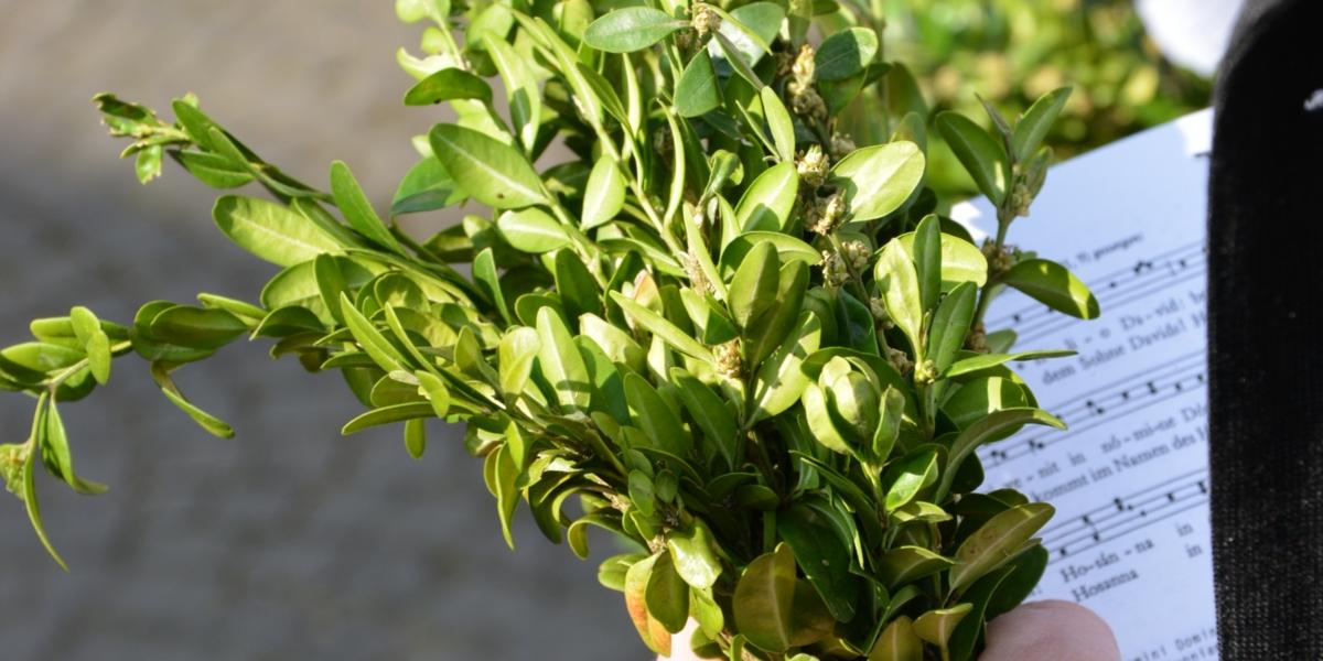 Mit dem letzten Sonntag vor Ostern, dem sogenannten Palmsonntag, beginnt die Karwoche (auch stille Woche). An diesem Sonntag wird dem Einzug Jesu in Jerusalem, der gleichzeitig der Beginn seines Leidensweges ist, gedacht. Im Mittelmeerraum galten die Palmzweige von alters her als Sinnbild des Lebens und des Sieges, in Israel insbesondere auch das Symbol für die Unabhängigkeit und den siegreichen König (1 Makk 13,51 EU; 2 Makk 14,4 EU). Palmweihe, Palmstrauß, Palmzweige, Buchsbaumzweige, Symbol für Gerechtigkeit, Ex-Bild-DB-ID: 24482