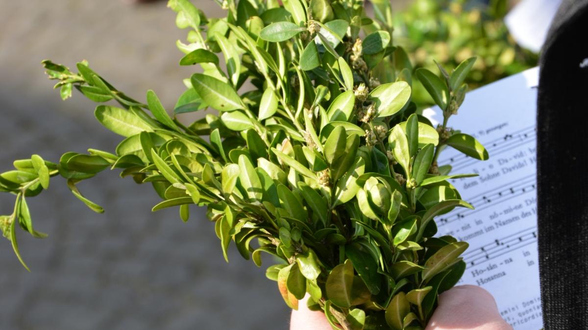 Mit dem letzten Sonntag vor Ostern, dem sogenannten Palmsonntag, beginnt die Karwoche (auch stille Woche). An diesem Sonntag wird dem Einzug Jesu in Jerusalem, der gleichzeitig der Beginn seines Leidensweges ist, gedacht.  Im Mittelmeerraum galten die Palmzweige von alters her als Sinnbild des Lebens und des Sieges, in Israel insbesondere auch das Symbol für die Unabhängigkeit und den siegreichen König (1 Makk 13,51 EU; 2 Makk 14,4 EU).  Palmweihe, Palmstrauß, Palmzweige, Buchsbaumzweige, Symbol für Gerechtigkeit, Ex-Bild-DB-ID: 24482