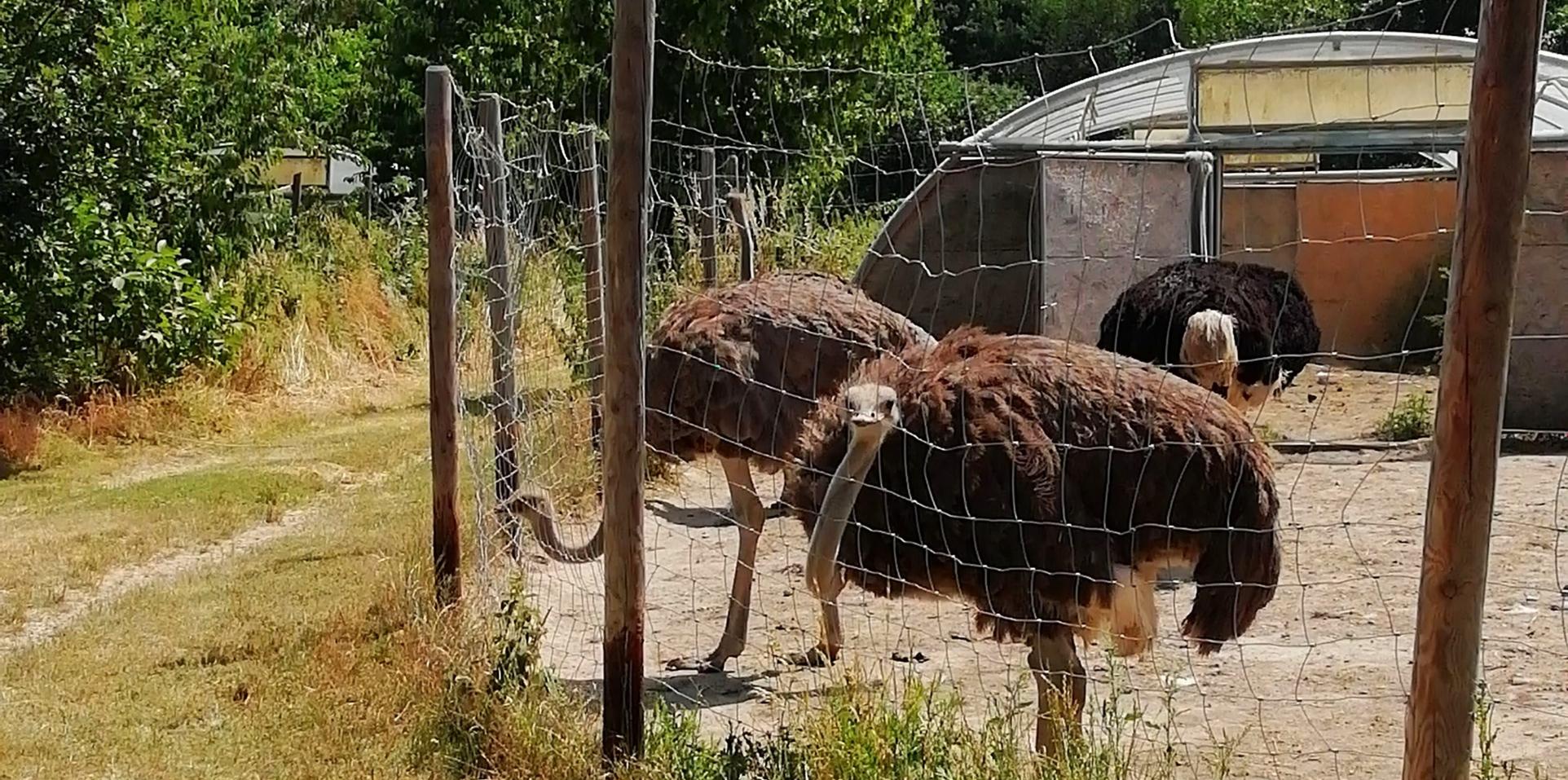 2019_Strauenfarm_Remagen29a