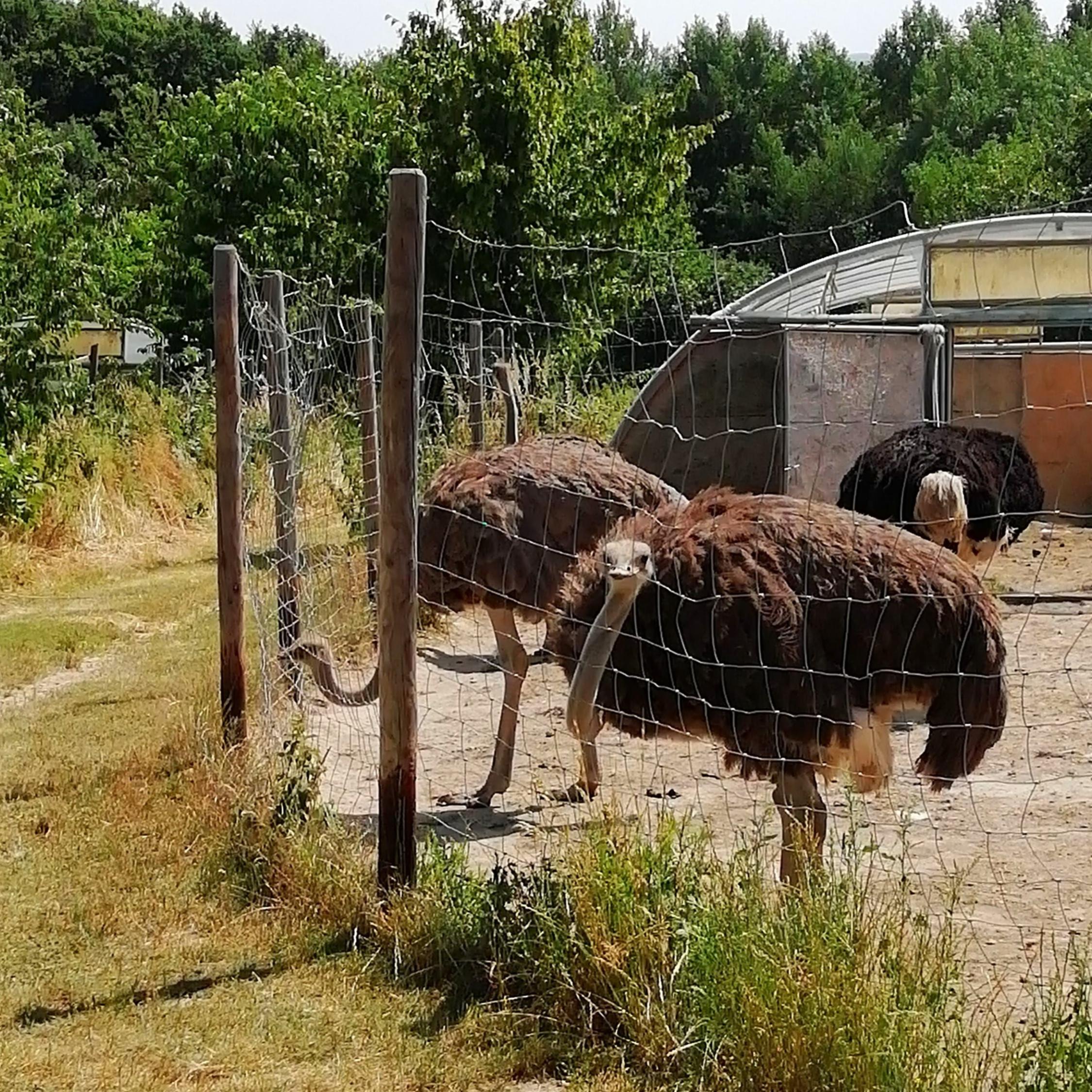 2019_Strauenfarm_Remagen29a