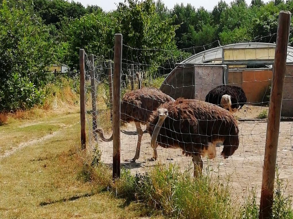 2019_Strauenfarm_Remagen29a