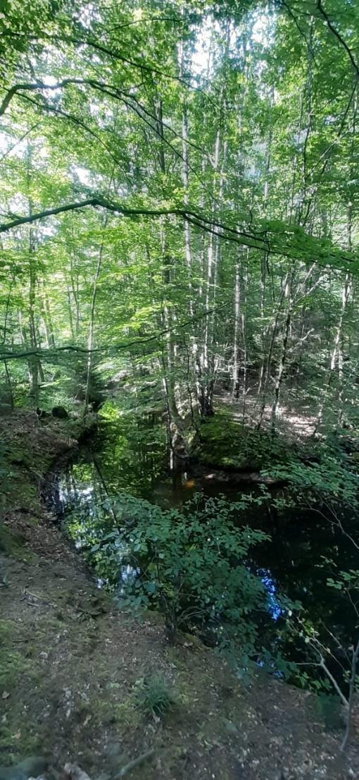 Meditative Wanderung 2